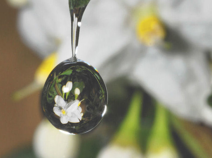 Sfocato......nitido?.....ambedue.....